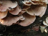 Merulius tremellosus image