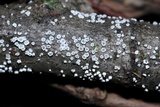 Lachnum virgineum image