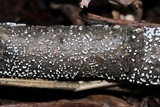 Lachnum virgineum image