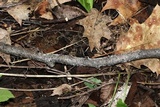 Lachnum virgineum image