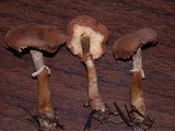 Cystoderma fallax image
