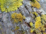 Xanthoria ulophyllodes image