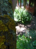 Xanthoria ulophyllodes image