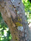 Xanthomendoza oregana image