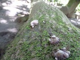 Panus conchatus image