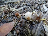 Parasola auricoma image