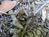 Parasola auricoma image