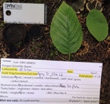 Plectania milleri image
