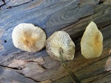 Gymnopus brassicolens var. brassicolens image