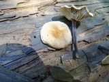 Gymnopus brassicolens var. brassicolens image