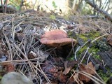 Lactarius rufus var. parvus image