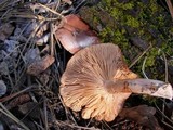 Lactarius rufus var. parvus image