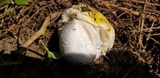 Amanita aprica image
