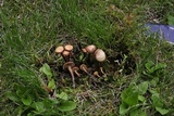 Psilocybe crobula image