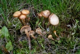 Psilocybe crobula image