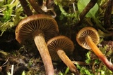 Psilocybe crobula image