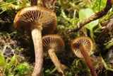 Psilocybe crobula image