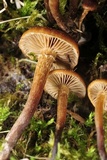Psilocybe crobula image