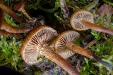 Psilocybe crobula image