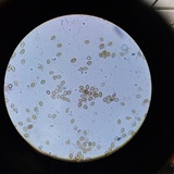 Psilocybe crobula image