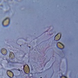 Psilocybe crobula image