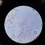 Psilocybe crobula image