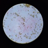 Psilocybe crobula image