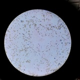 Psilocybe crobula image