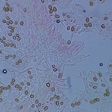 Psilocybe crobula image