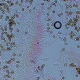 Psilocybe crobula image