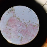 Psilocybe crobula image