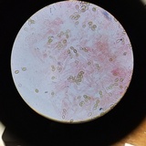 Psilocybe crobula image
