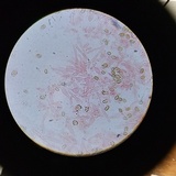 Psilocybe crobula image