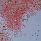 Psilocybe crobula image