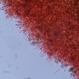 Psilocybe crobula image