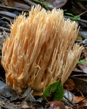 Ramaria flaccida image
