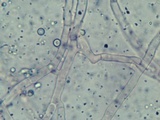 Ceriporia reticulata image