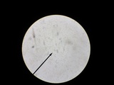 Flammulaster carpophilus var. carpophilus image