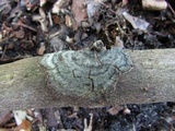 Hydnoporia corrugata image