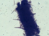 Hydnoporia corrugata image
