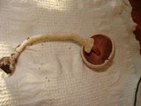 Agaricus silvicola image