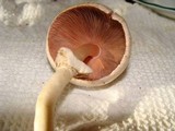 Agaricus silvicola image