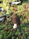 Morchella brunnea image