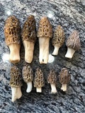 Morchella brunnea image