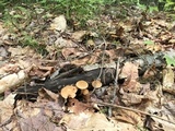 Kuehneromyces marginellus image