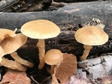 Kuehneromyces marginellus image