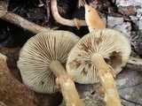 Kuehneromyces marginellus image