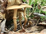 Kuehneromyces marginellus image