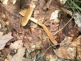 Kuehneromyces marginellus image