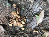 Hypholoma capnoides image